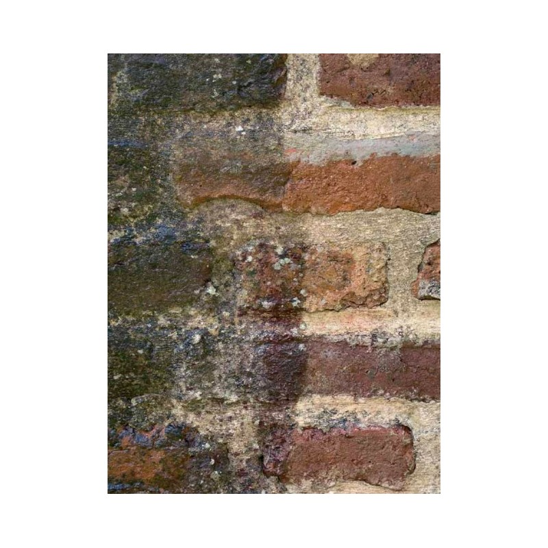 DALEP NET EXPRESS ANTI-LICHEN BIDON DE 5L