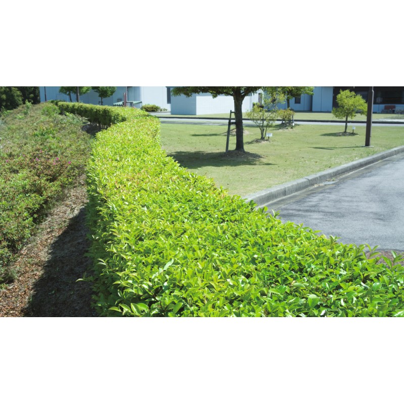 TAILLE-HAIE SEMI-PRO 220 V 550 W 55 CM (KIT D'ACCESSOIRES)