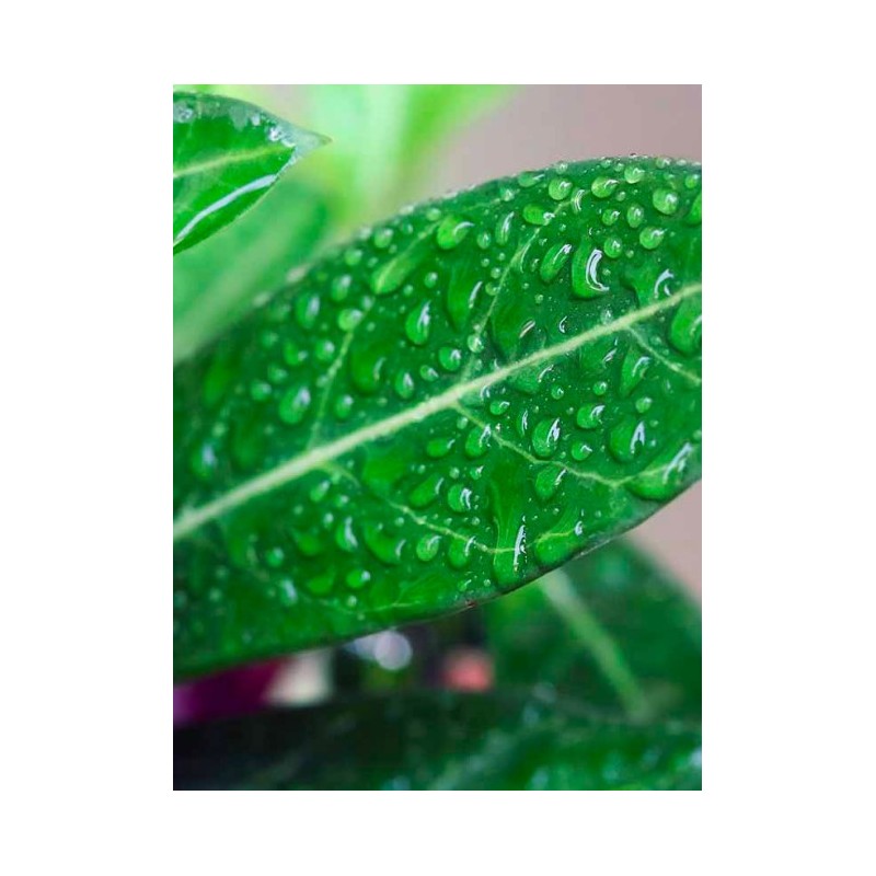 DALEP HYDROFUGE D31 ECO-R PRET A L EMPLOI BIDON DE 20L