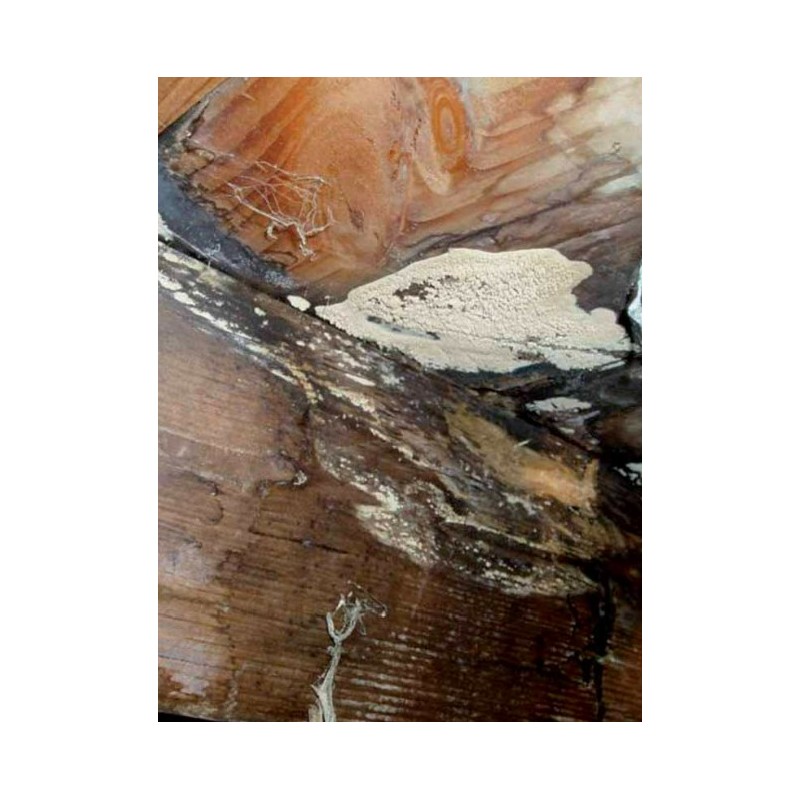 DALEP ANTI-MÉRULE BIDON 20L