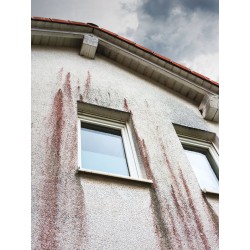 Traitement Dalep contre les algues rouge de façade
